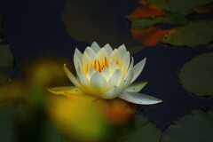 浄化