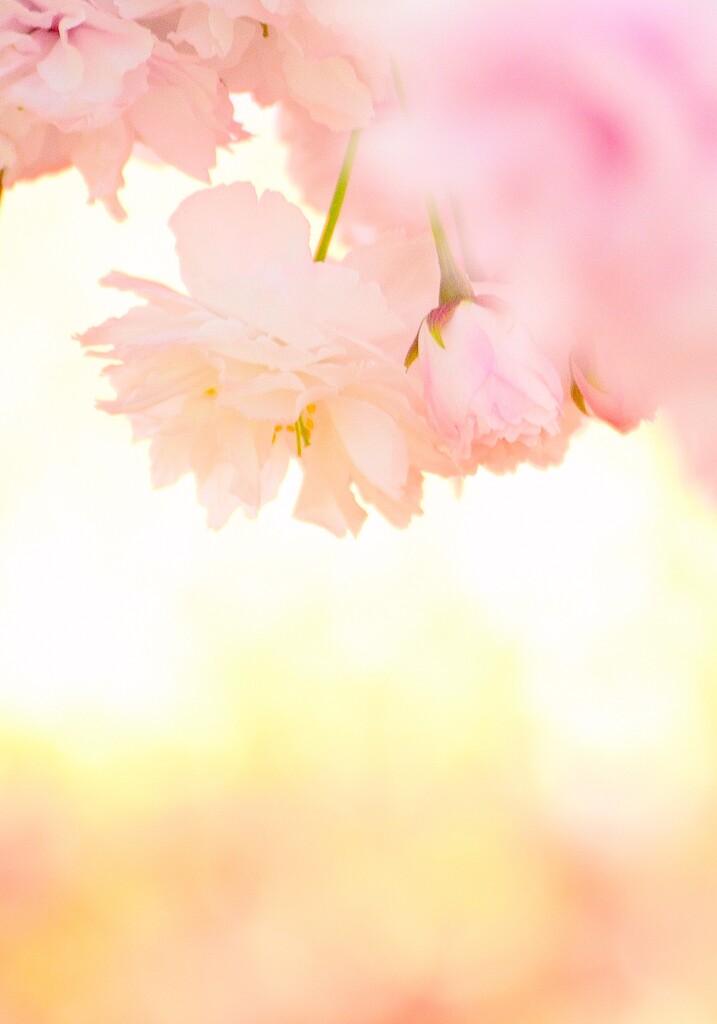 癒し