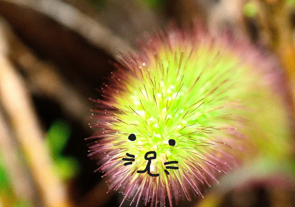 新種(笑)