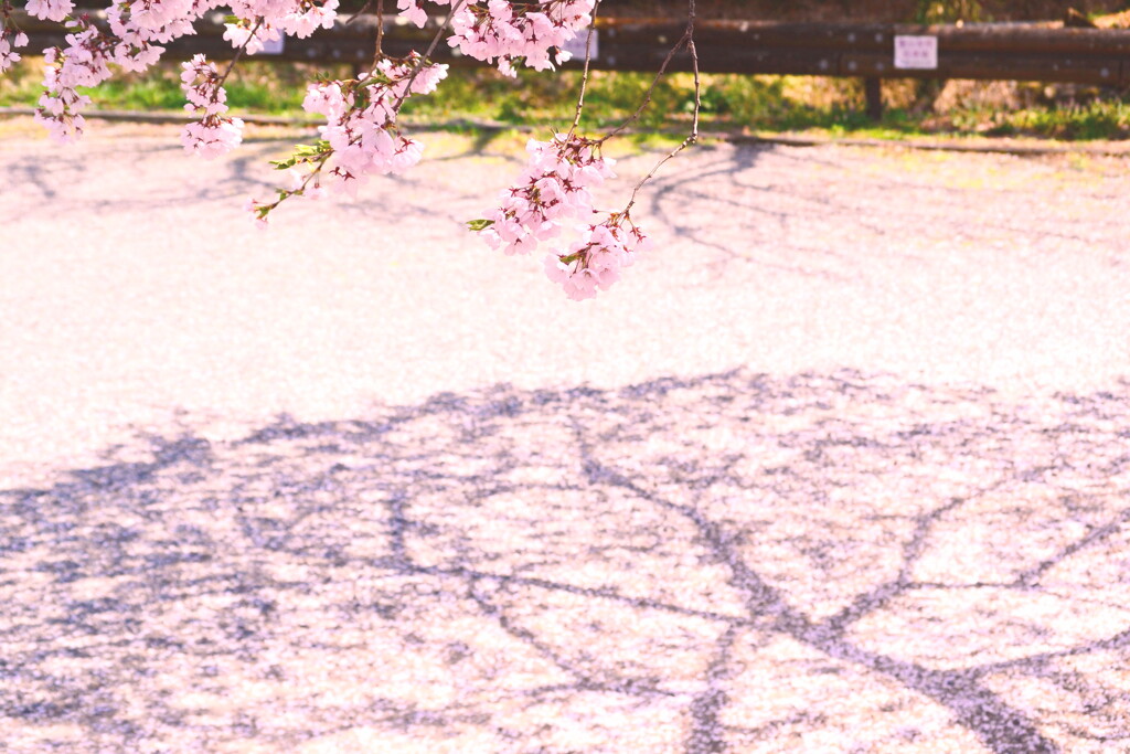 桜の絨毯