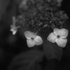 お散歩にて