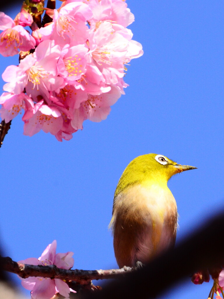 みいーつけた