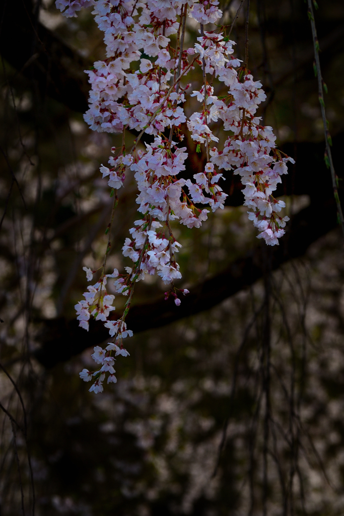 灯す