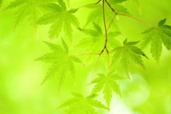 涼しさを求めて