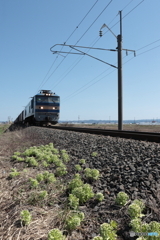 IMG_3435acr　春