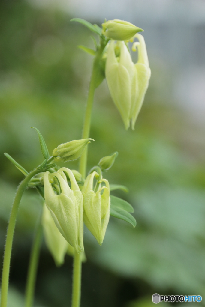 IMG_2967　庭に咲く１２２