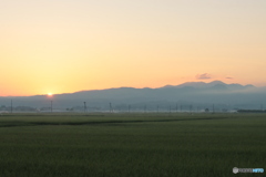 IMG_3550　朝の田んぼ
