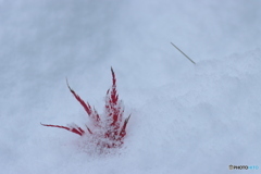 IMG_6760　深い眠りへ