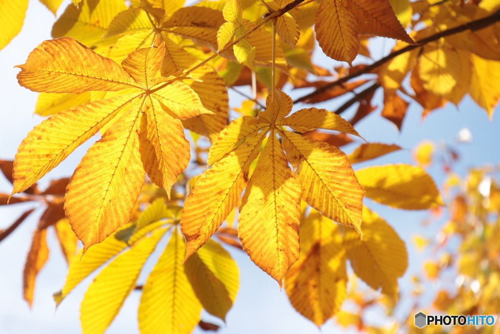 9843　天狗のうちわ