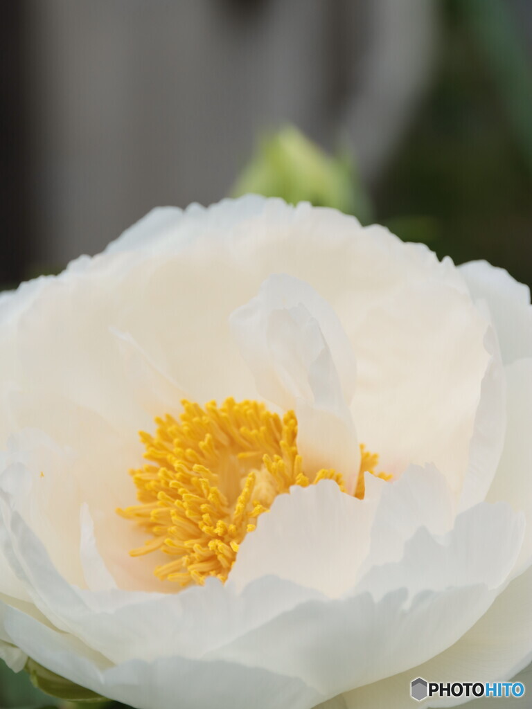 IMG_8954　庭に咲く１６５