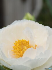 IMG_8954　庭に咲く１６５
