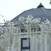 IMG_9827　君が似合う場所