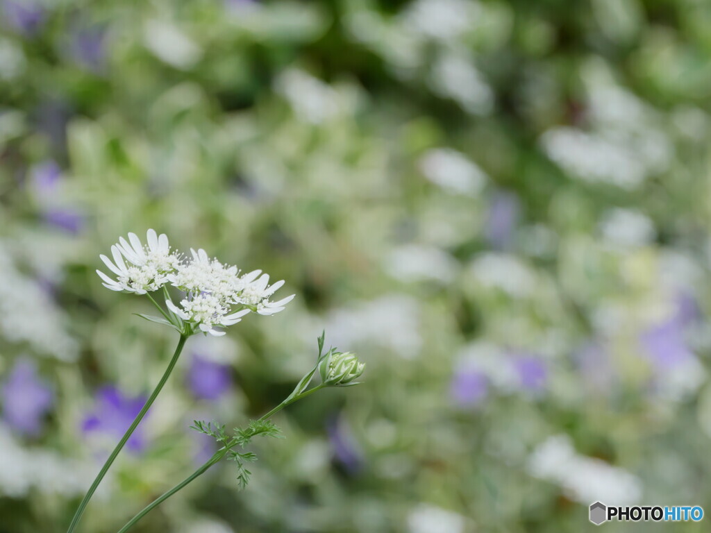 P1840684　庭に咲く１３０