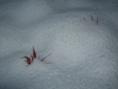 DSCF0418　初雪