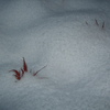 DSCF0418　初雪