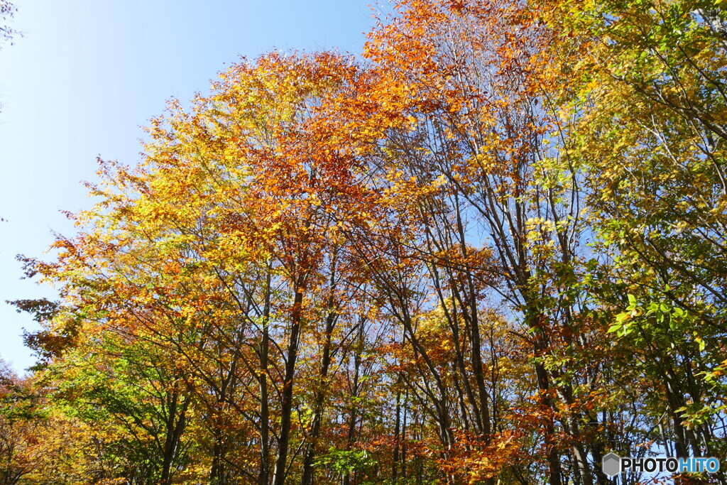 P1920025　高原の紅葉
