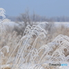 IMG_8654_r　白い衣装