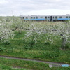 P1830688　リンゴ園を行く