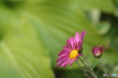 IMG_5104　庭に咲く　１７３