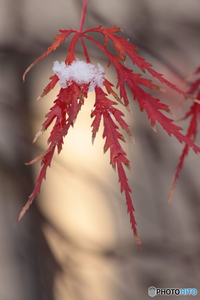 IMG_6842acl　木漏れ日