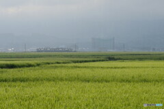 P1960585tpac　モヤッとな朝