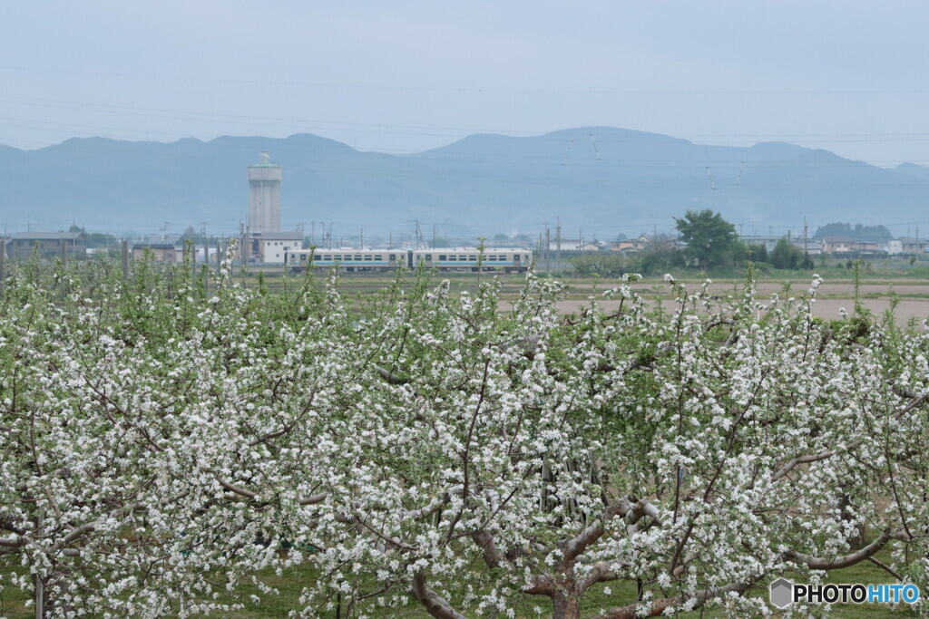 IMG_2267ac　満開のリンゴの花と