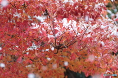 IMG_6676　グラデーション