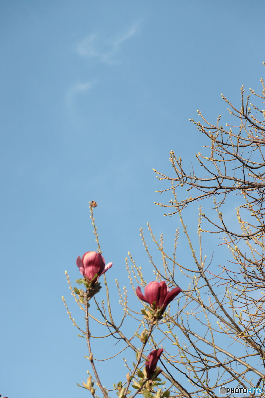 IMG_4228　庭に咲く１１０