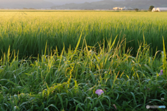 P1970922　ｍｏｒｎｉｎｇ