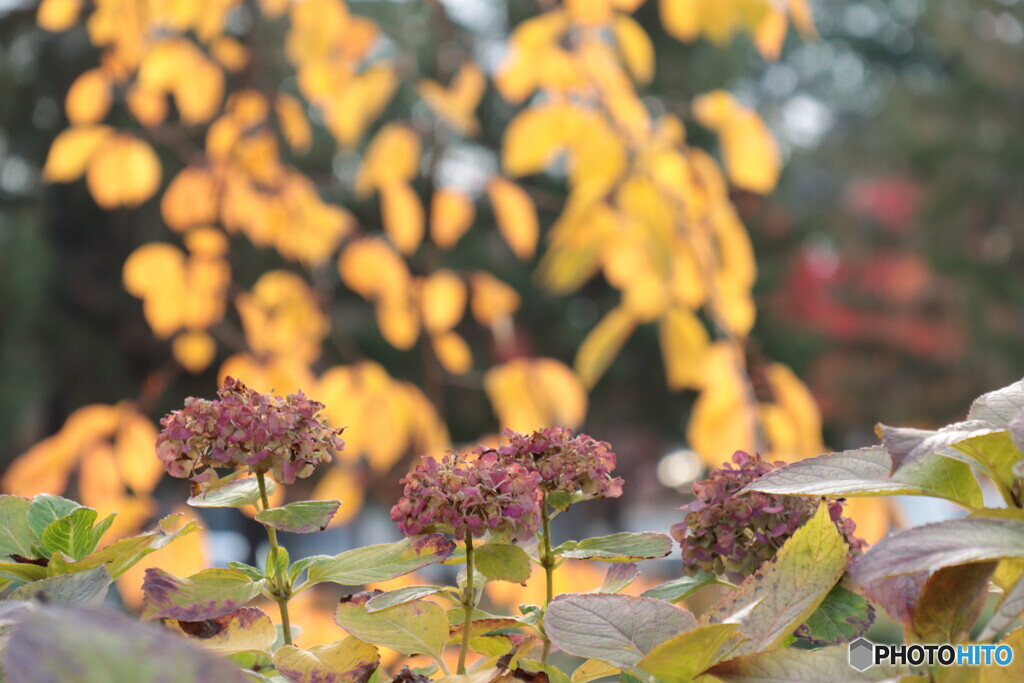 IMG_6143　アジサイと