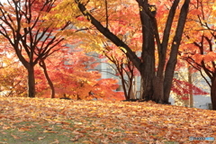 IMG_6010　朝の色葉