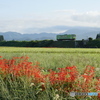 P1160631　秋田内陸線