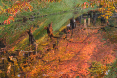 P1050702　紅葉リフレクション
