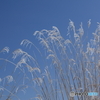 IMG_8705_r　映える