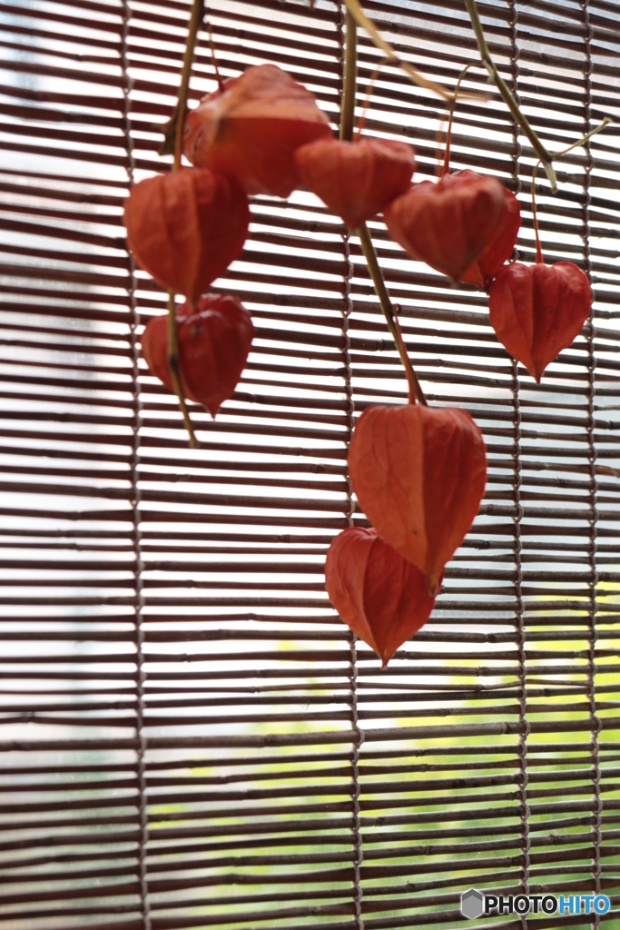 IMG_5814　ホウズキ