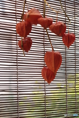 IMG_5814　ホウズキ