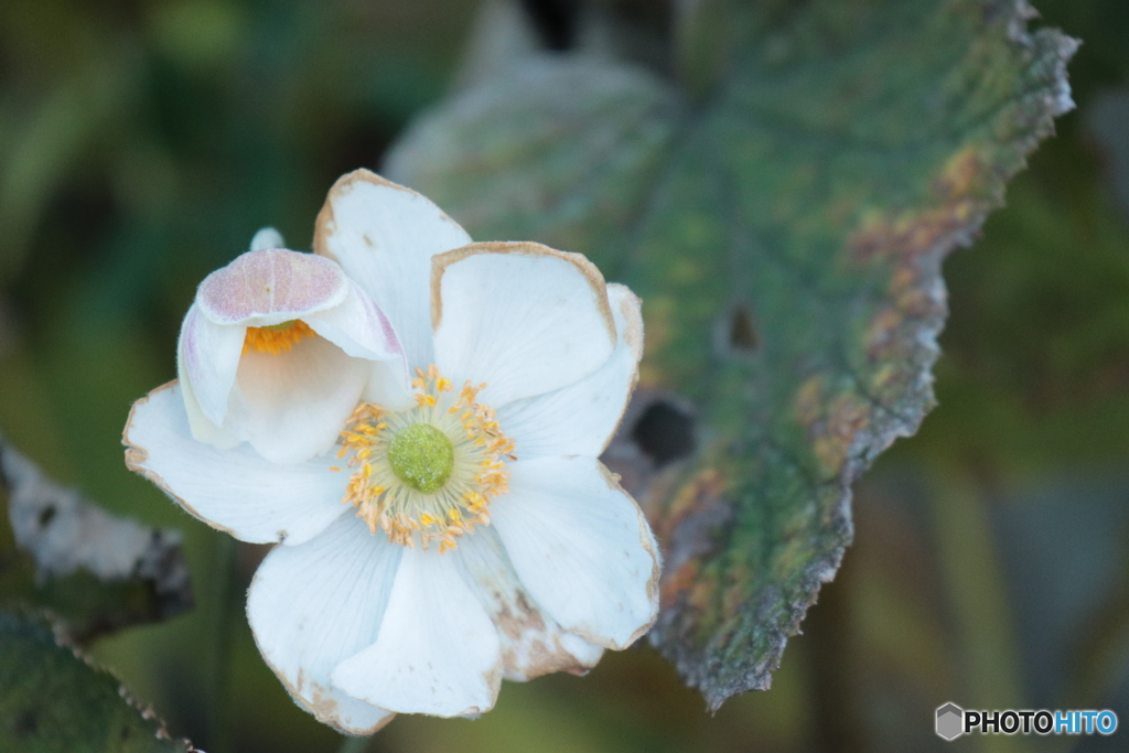 IMG_6438　痛さこ耐えて