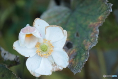 IMG_6438　痛さこ耐えて