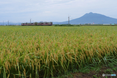 P2000329　豊穣カラー