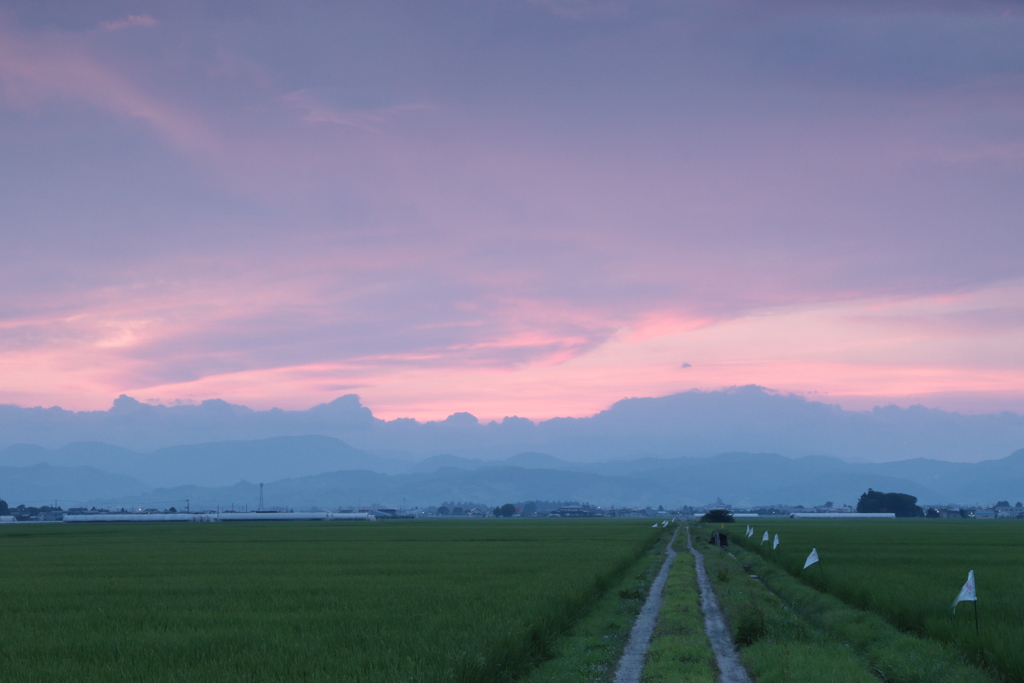 朝の田園