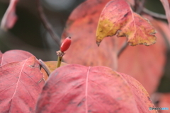 IMG_6312　実ひとつ