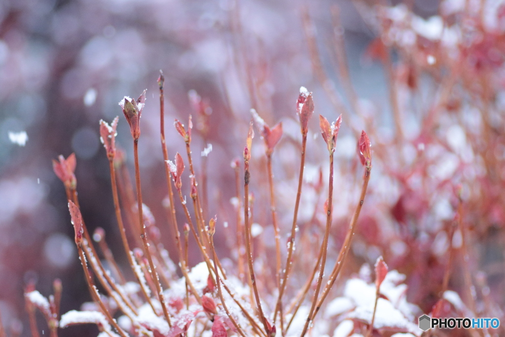 IMG_6684　ひらひらと