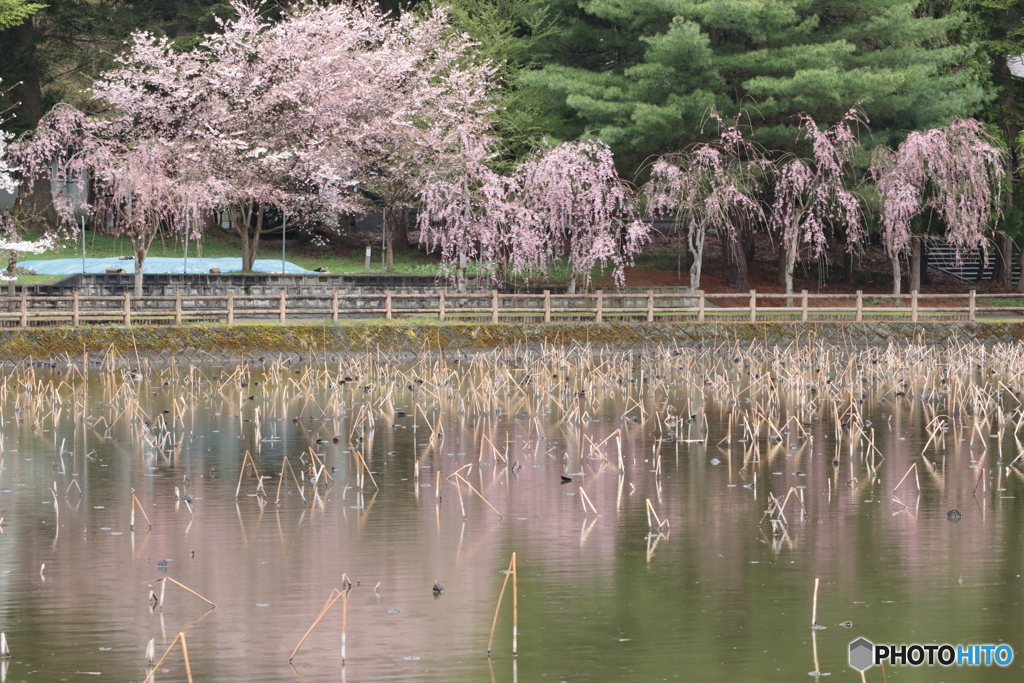 IMG_9190　ふたつの桜