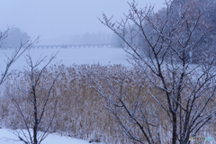 P1220335　本降り