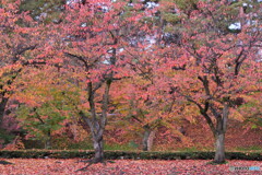 P1050649_1ac　ソメイヨシノ