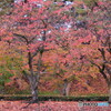 P1050649_1ac　ソメイヨシノ