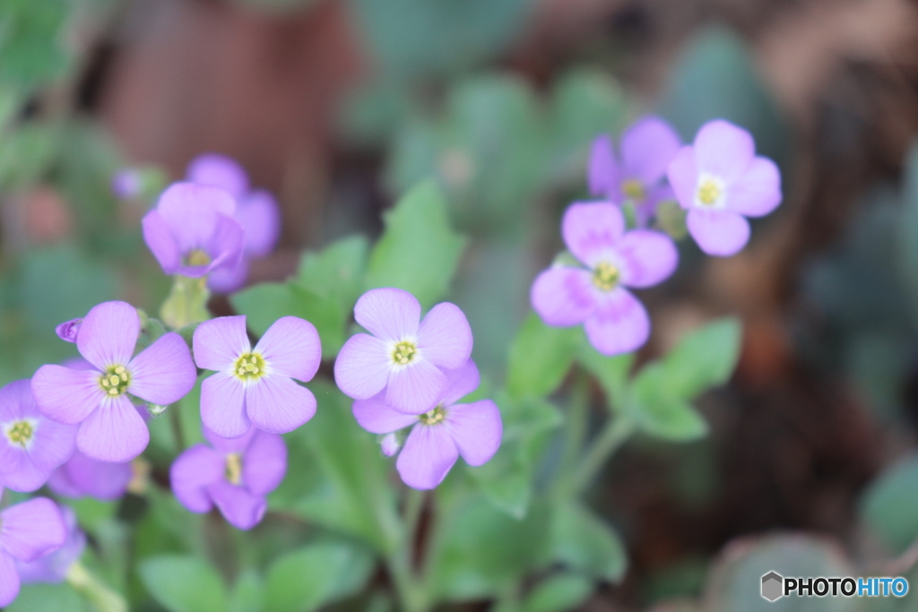 IMG_4232　何、何、何