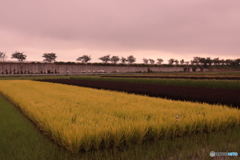 IMG_3669　染まる朝