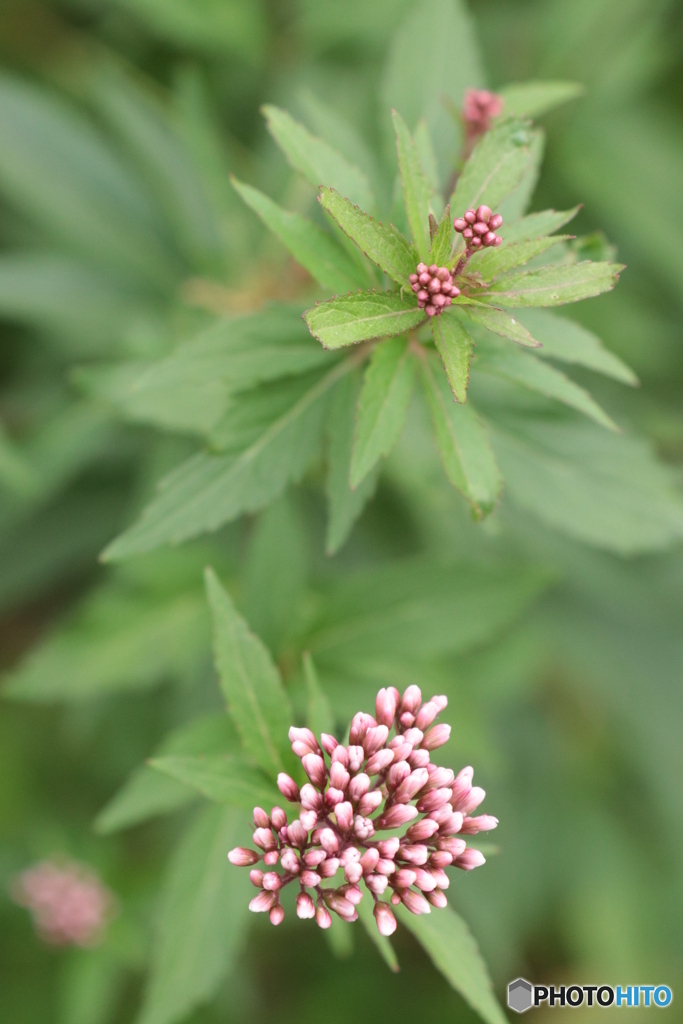 IMG_5000　庭に咲く　１７１