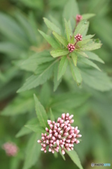 IMG_5000　庭に咲く　１７１